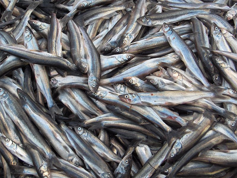 ماهی کیلکا در دریاهای گیلان