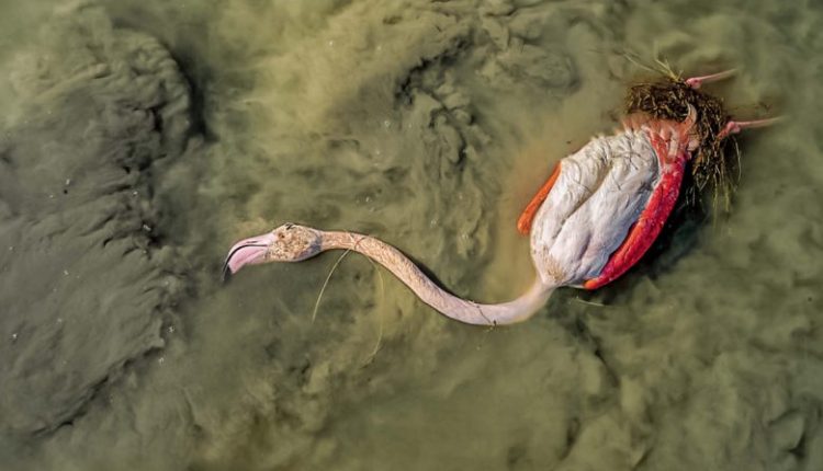 پرندگان مهاجر