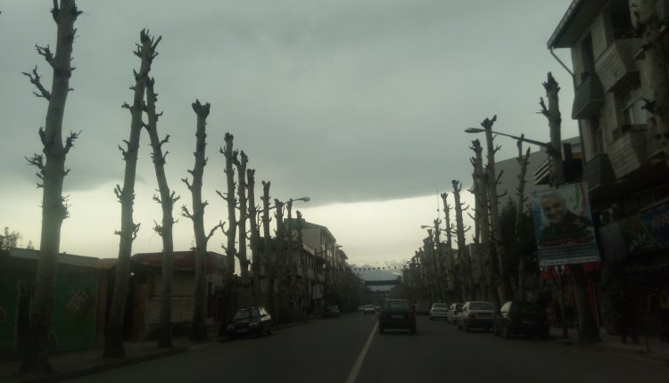 قطع چنارهای فومن