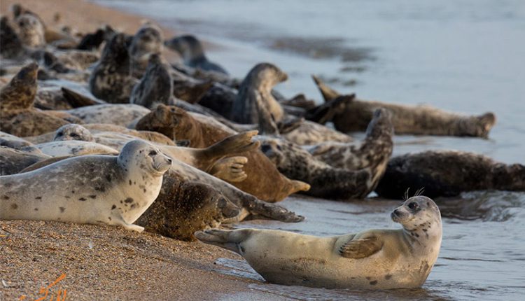 حیات وحش گیلان