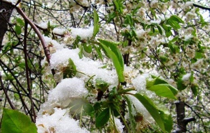 سرما زدگی باغات