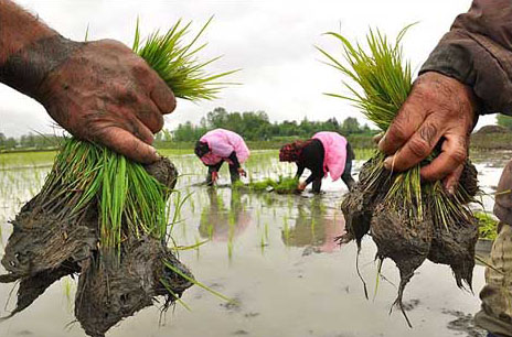 کشاورزان و کاشت برنج