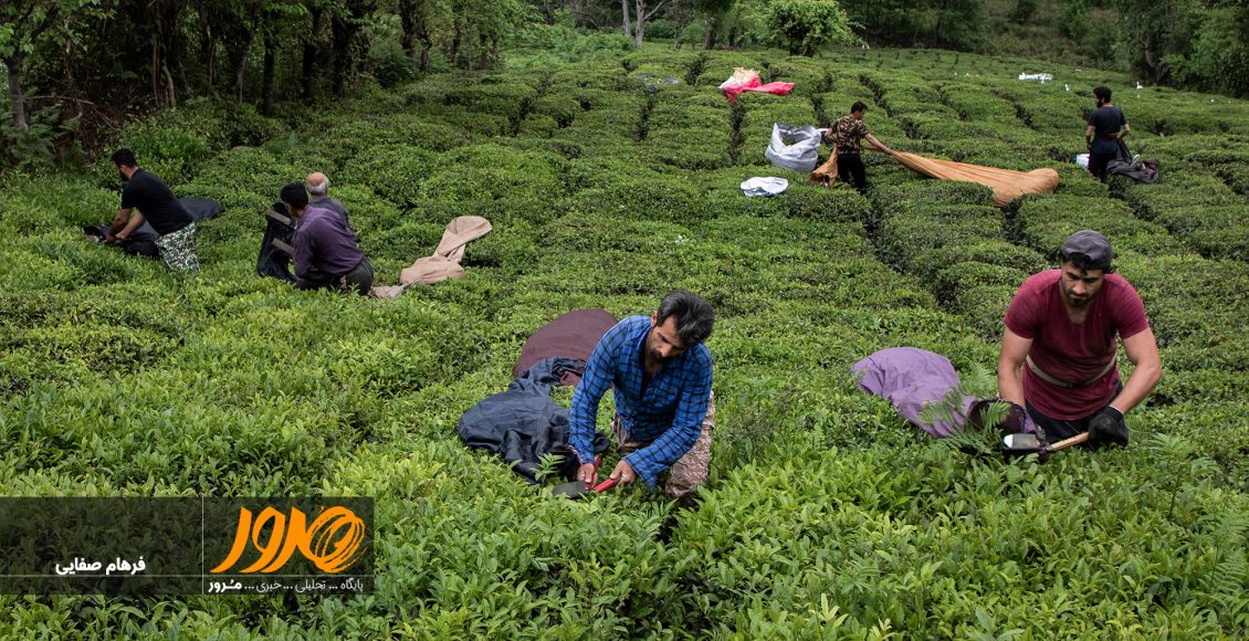 باغ چای داران گیلان