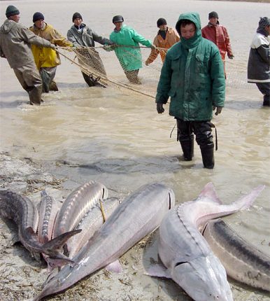 ماهیان خاویاری