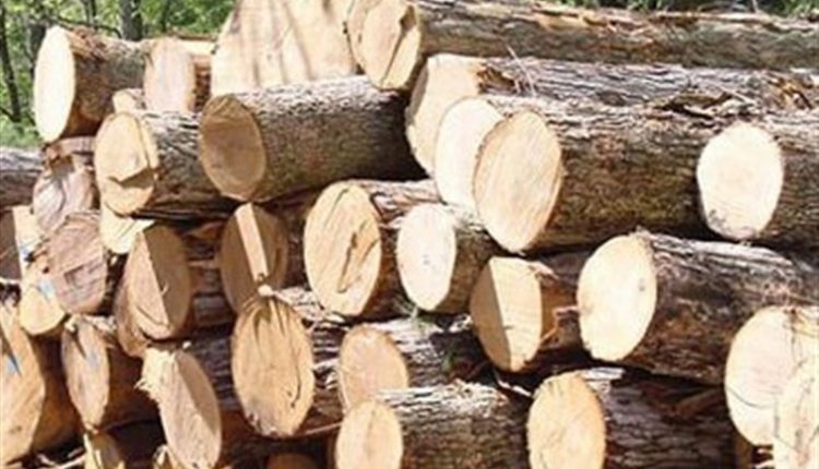 ممنوعیت قطع درختان