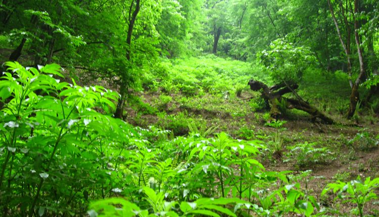 جنگل هیرکانی