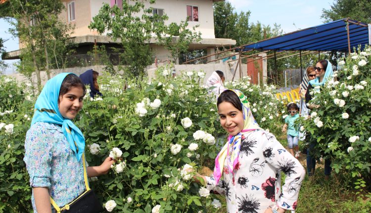 گلابگیری شفت