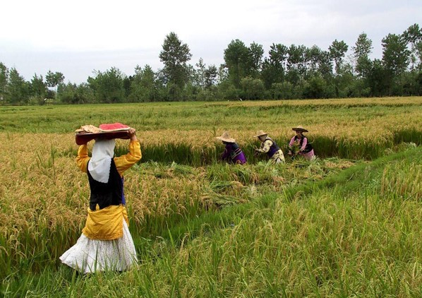 برنج گیلان برای مصرف داخلی کافی است