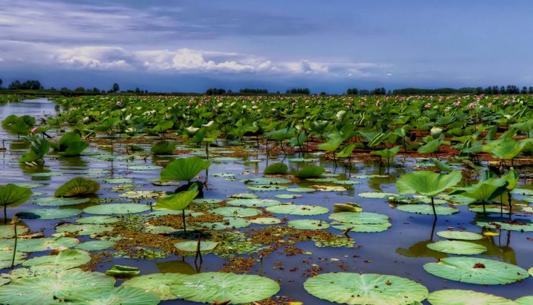 تالاب انزلی