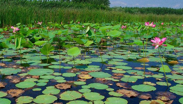 تالاب انزلی