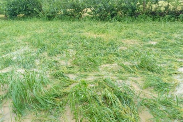 ورس شالیزار برنج