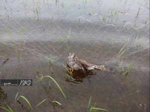 تصویر-شاخص-1