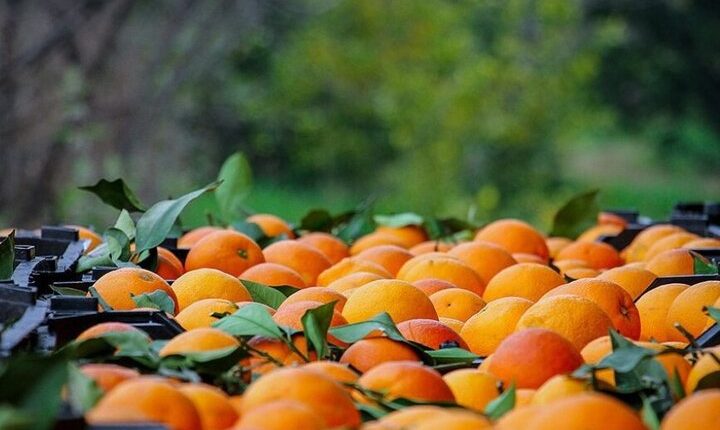 مرکبات گیلان